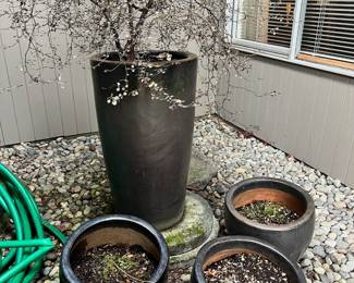 Tall Barrel Ceramic Planter with Potted Tree, Assortment of Ceramic Planters