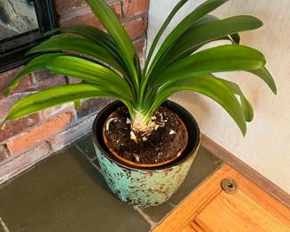 Potted Mature Bush Lily