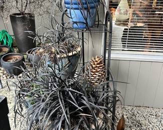 Assortment of Potted Black Mondo Grass with Ceramic Pots