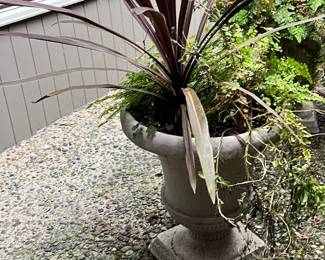 Cordyline Banski Plant Potted in Urn Planter