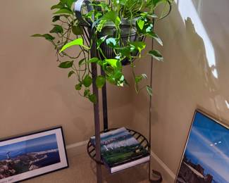 Lots of live Plants