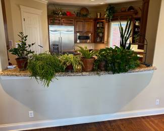 Live Plants