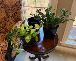 Live Plants