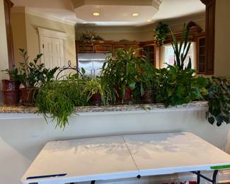 Live Plants