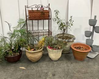 Pots Plants