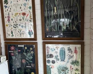 Framed botanical prints.