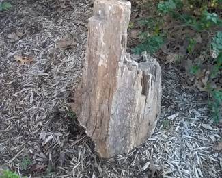Petrified wood