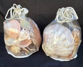 Sea Shell Collection