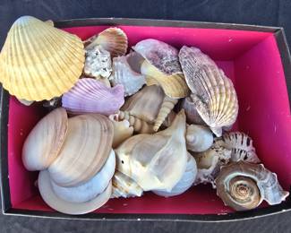 Sea Shell Collection