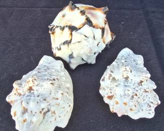 Sea Shell Collection