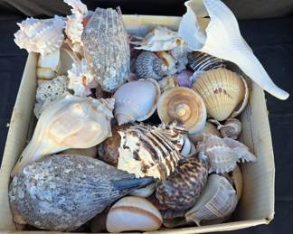 Sea Shell Collection