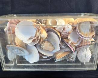Sea Shell Collection