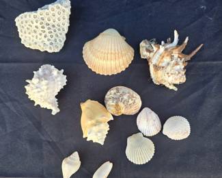 Sea Shell Collection
