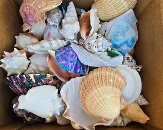 Sea Shell Collection