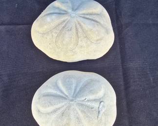 Sea Shell Collection