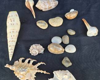 Sea Shell Collection
