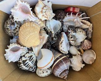 Sea Shell Collection