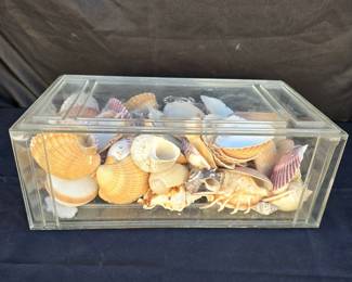 Sea Shell Collection