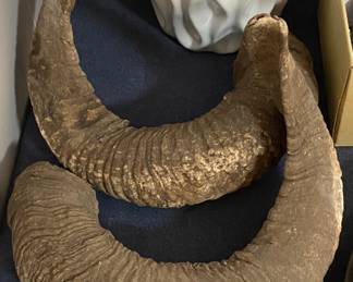 Pair of Ram Horns