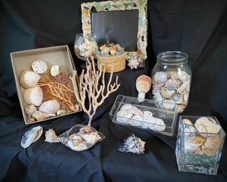 436 Seashell Sensation 