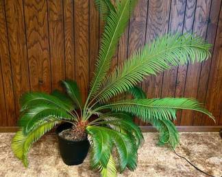 454 Sago Palm