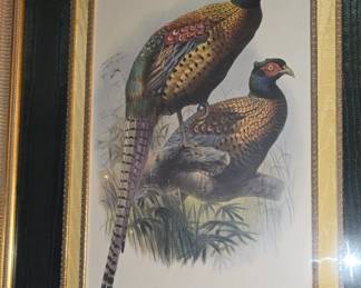 Pheasants Picture 