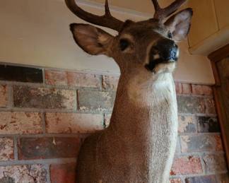 Deer Mount 