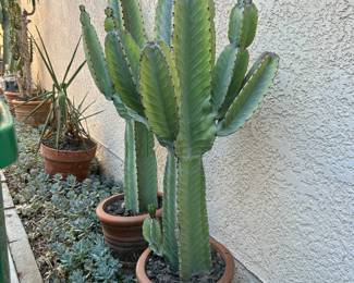 Many plants and pots available