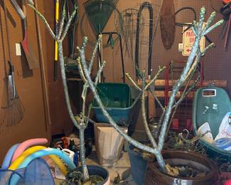 PLUMERIA TREES, YARD TOOLS, WHEELBARROW, FERTILIZER CART