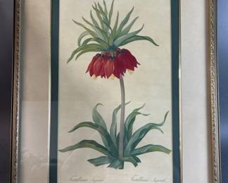 Lot 13 || Framed & Matted Fritillaria Imperialis Print