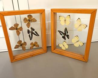  Framed Butterfly Collection - Two Display Cases with Various Specimens.