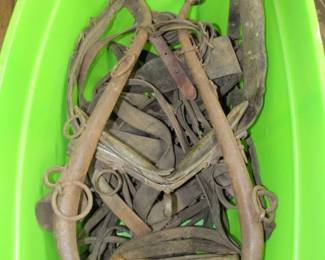 Mule Harness