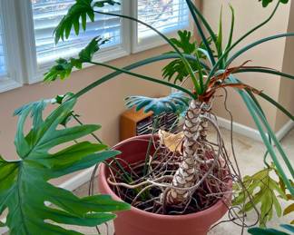Live house plant
