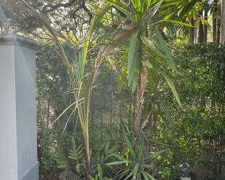 The palm on the left is sold.