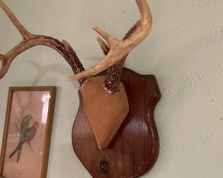 Vintage deer horns.