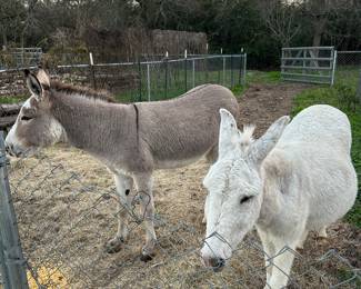 Donkey's sold yesterday!