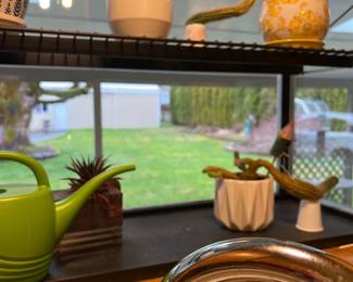  Cactus plants
