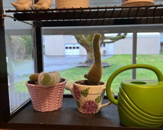 Cactus plants