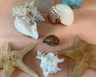 Shells,Starfish and Brain Coral