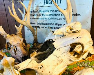 Correctional facility metal sign
Animal skulls and bones
Deer antlers