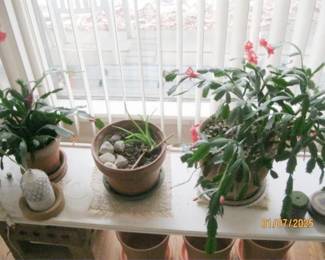 HOUSE PLANTS