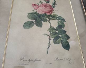 Redoudte rose print