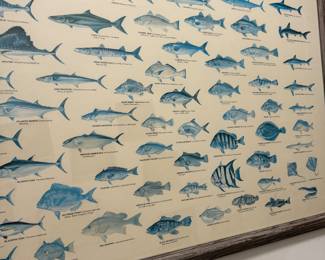 Framed NC Marine fishes