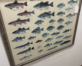 Framed NC Freshwater fishes