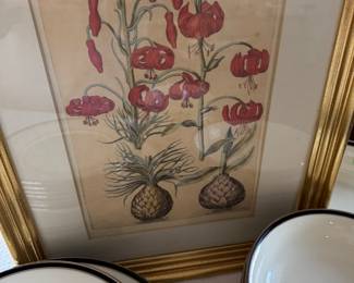 Antique framed botanical