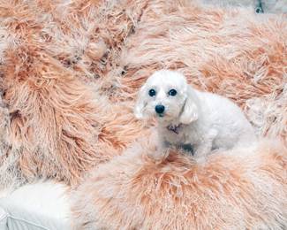 Prada on a Mongolian lamb blanket