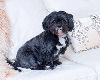 Luna, sorry not for sale