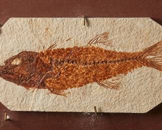 1414
Circa Cenozoic Era
A mioplosus fish fossil
Inscribed to metal plaque: Fossil Fish - Species: Mioplosus / Green River Formation, Wyoming / Eocene (36-58 Million Years Ago)
The fossilized fish in a stone specimen, mounted and housed in a wood and glass shadow box frame
Specimen: 4.25" H x 8" W x 0.375" D; Frame: 14" H x 15" W x 2.375" D
Estimate: $300 - $500