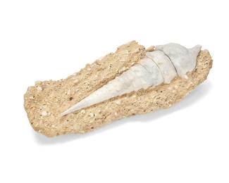 1419
20th century or earlier
A spiral shell fossil
The shell of a mollusk with over twenty whorls amidst smaller shells within a matrix
Overall: 7.25" H x 21" W x 8" D
Estimate: $300 - $500