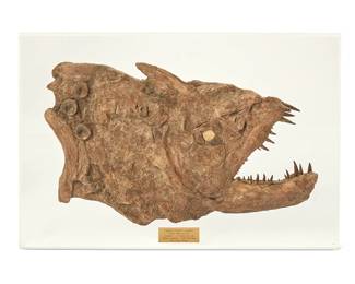 1412
Prehistoric and later
A xiphactinus audax fish head fossil
Metal plaque reads: Xiphactinus audax / "Largest known bony fish" / Cretaceous - 87 million years old / Niobrara Formation - Smoky Hill Chalk / Gove County, Kansas; signed and inscribed verso: Glenn F. Rockers / Hays Kansas / 2001
The fossil mounted to acrylic backing
Fossil: 16.5" H x 26.5" W x 2.25" D; Overall: 26.75" H x 31.75" W x 3.5" D
Estimate: $1,500 - $2,000